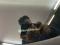 preview Volkswagen Golf #1